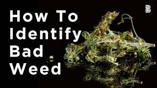 How To Spot BAD QUALITY Marijuana | Budsbie's Beginner Guide to Cannabis Flower