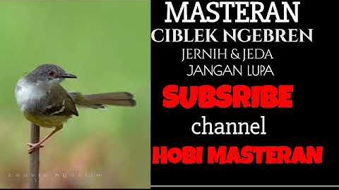SUARA MASTERAN CIBLEK NGEBREN JERNIH DAN JEDA.