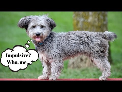 Tips for Developing Your Dog's Impulse Control