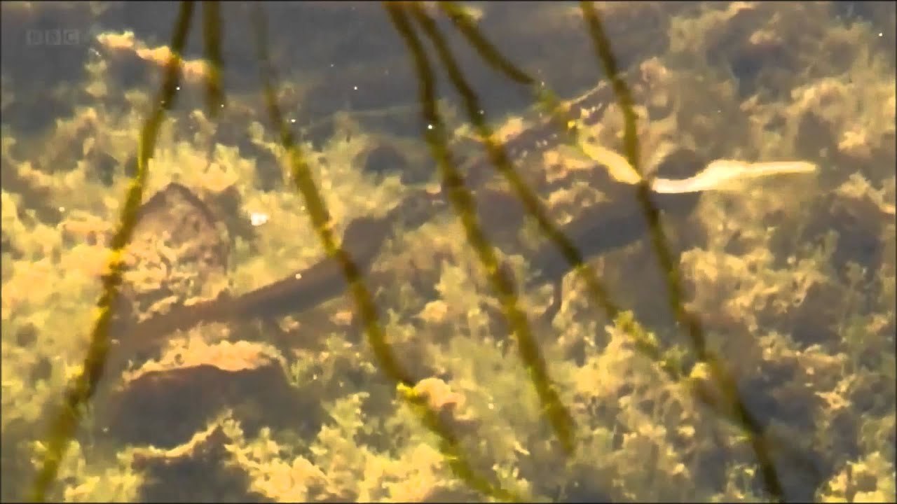 herpetology science olympiad test Great Crested Newts on Springwatch (2012)