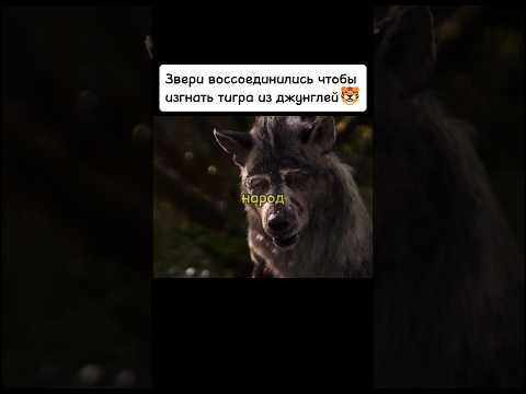 Звери воссоединились чтобы изгнать тигра из джунглей🐯 #киноаура #фильмы #сериал #комедия #топ #кино