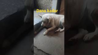 Download Lagu valla dana kadar şu hale bakın MP3