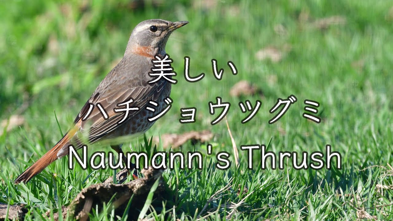 美しい鳥 ハチジョウツグミ Naumann S Thrush 野鳥撮影 野鳥観察 Youtube