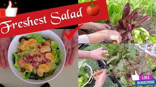 Home-Grown Organic Salad Greens #ediblegarden #shorts