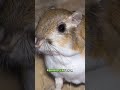 Bounding through California: The Remarkable Giant Kangaroo Rat