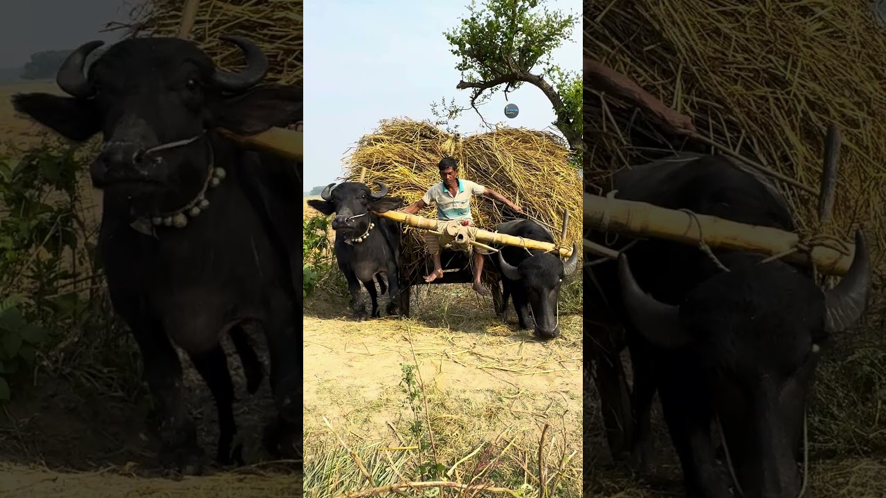 হামাগুড়ি দিয়ে গড়ান উটছে মহিষ # 