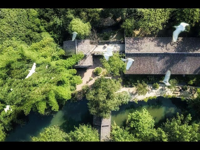 中国、漢　鳥 中国、漢 鳥 3131396_1_1.jpg?v=1740555320