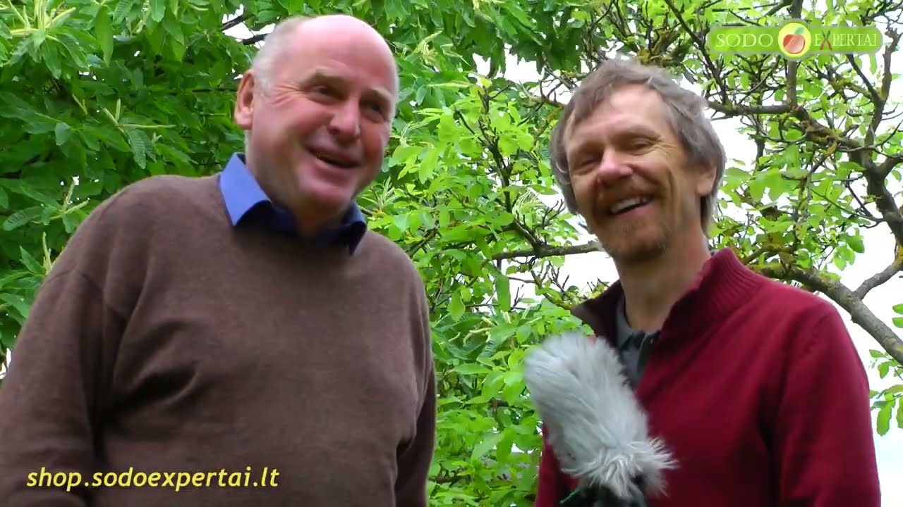 Valgomasis kaštainis (lot. Castanea sativa)