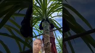 Creative Sugarcane Farmer #shorts