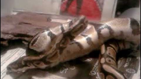 Ball Python Eating for First Time - Part 1