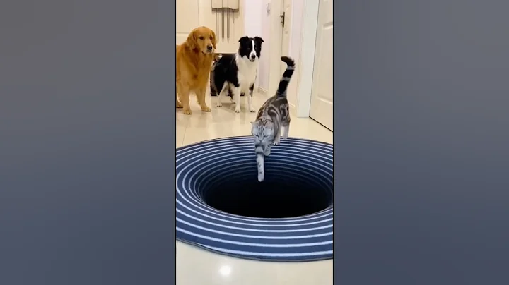 Optical Illusion Rug Confuses Dog but Not the Cat! #funny #viralshorts #sora2