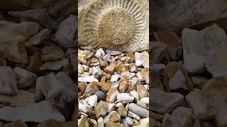fossil found at work, can anyone identify please #shorts