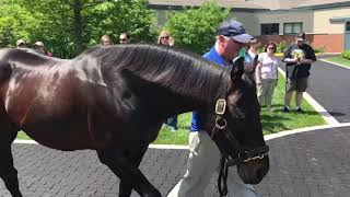 Bernardini At Darley