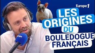 Les origines du bouledogue français avec David Castello-Lopes