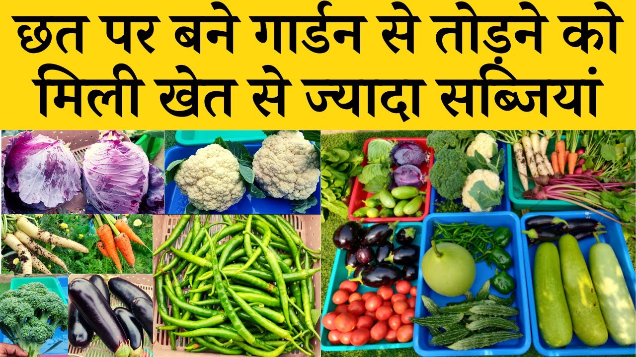 ग़जब हो गया छत पर बने गार्डन से तोड़ने को मिली खेत से ज्यादा सब्जियां | Vegetable Harvesting Video