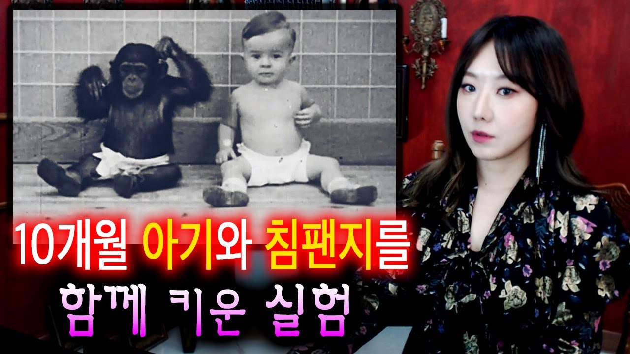 어린 아들과 침팬지를 같이 키웠다? 충격적인 실험결과 | 토요미스테리
