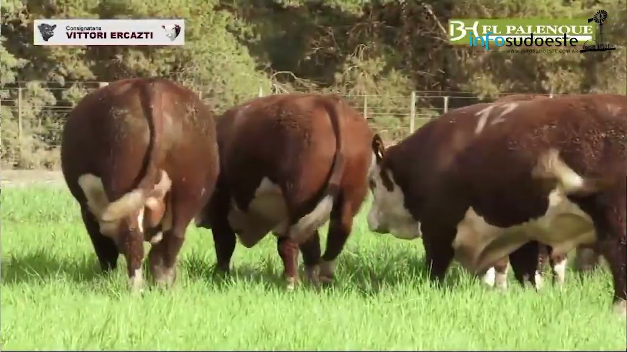 Remate de Primavera de El Palenque de Beltrán