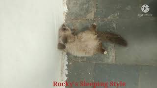 Hymalayan Kittens unique Sleeping Style by Feline Dynasty 370 views 2 years ago 29 seconds