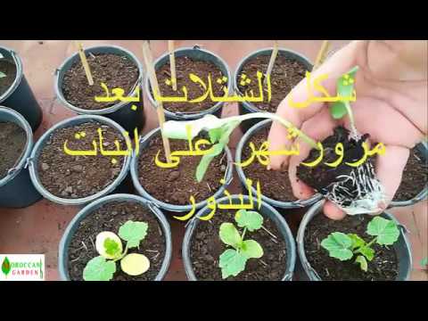 فيديو: زراعة الشتلات في المنزل. الجزء 2