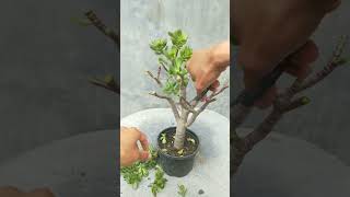 How To Pruning Jade Plant For A Fuller, Beautiful Shape