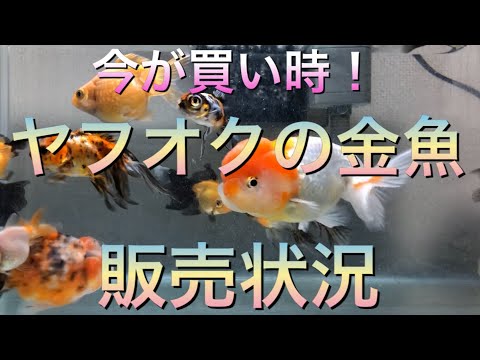 【ヤフオクの金魚購入】時期による金魚の買い時