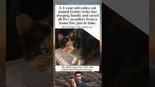 Cat Gizmo Saves Family of Five from House Fire