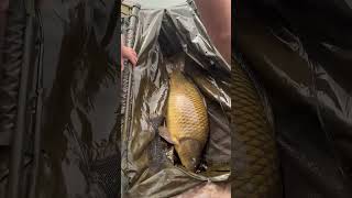 Boilies der Carp Secret Angelfutter Serie