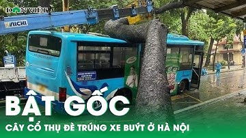 Lời kể nhân chứng vụ cây cổ thụ bật gốc, đổ đè trúng xe buýt ở Hà Nội | Báo điện tử Dân Việt