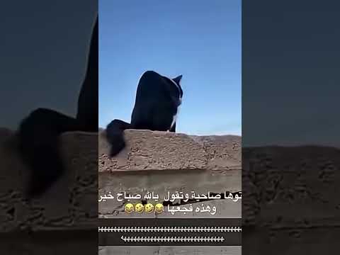 القطة توه صاحية وجاها هذا المعتوه ابو فله اكسبلور ضحك انسايز