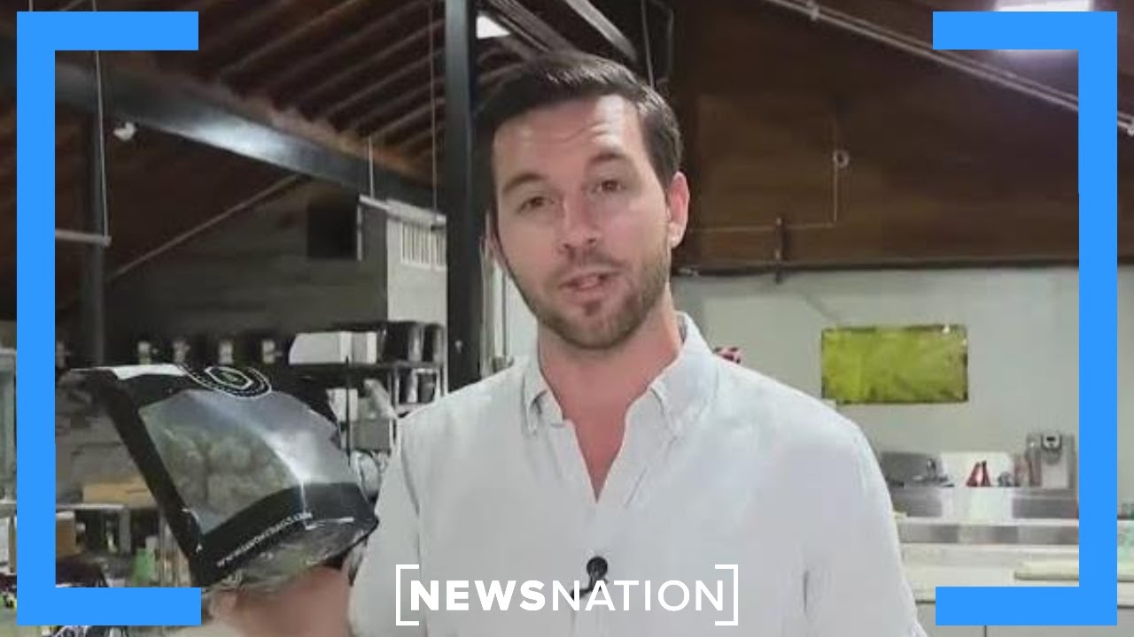 Oklahoma cannabis farmer stressing over foreign black market | Vargas Reports