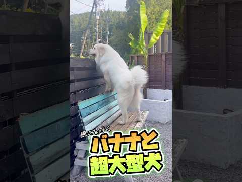【グレートピレニーズ】風になびく超大型犬🐻‍❄️✨ #shorts