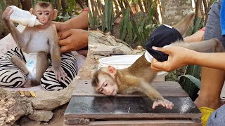 Mom Changing Diaper & Bathing To Monkey Koko | Koko Got Much Milk After Bathed