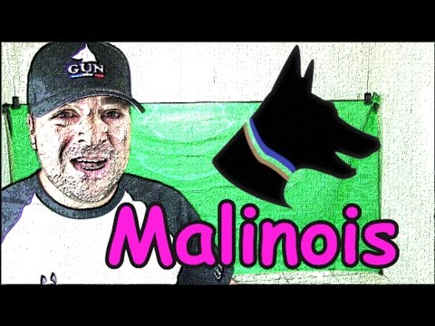 BERGER BELGE MALINOIS COMMUNICATION HOMME-CHIEN malinois pronunciation