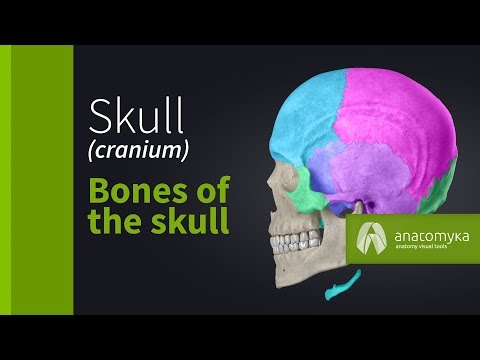 Video: Perbedaan Antara Skull Dan Cranium