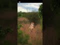 The Majestic Cheetah: Fastest Hunter in the Wild! 🐆