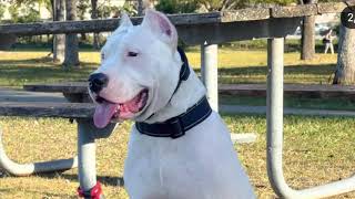 Dogo argentino Tyson’s  transformation from 1 month to 12 months