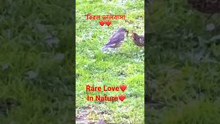 Unbelievable love in bird’s that rare in human too!! #short #viralvideo #rarelove #bird #ilovenature