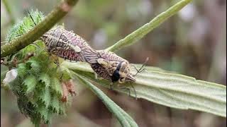 Yellow Spotted Stink Bug - Erthesina fullo @selyan1980