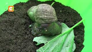 SMART FARM | Snails Farming