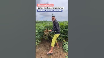 harga singkong murah #farming #agrikultur #teknikpertanian #agriculture