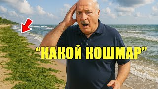 Лукашенко в бешенстве — пляж утонул в водорослях прямо перед его приездом!