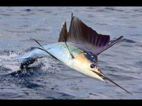 Cara Ampuh Memancing Ikan  Marlin  YouTube