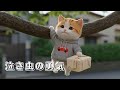 【がんばるチビの物語】〜涙のお弁当編😿🐾