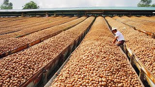 You Won't Believe How Walnut is Produced And What is Made Using Walnut