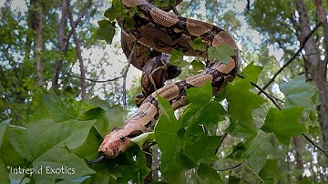 Boa in the Backyard!  Charlie