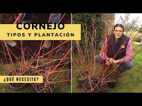 Video: Variedades de cornejos: aprenda sobre los diferentes tipos de árboles de cornejos
