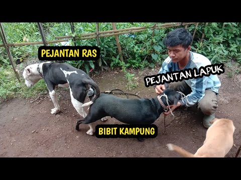 Cara dan Proses Kawinkan Anjing Kampung dengan Anjing Ras Pitbul !! Pemburu