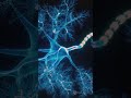 Neurons &amp; Compressed Coding Magic!  #sciencefather  #researchdataawards#neuralcoding