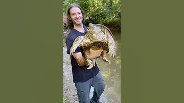 How to Handle Adult Snapping Turtles! #snappingturtle #alligatorsnappingturtle #wildlife