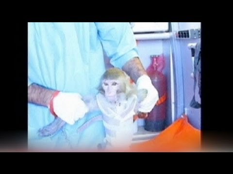 Video: Irán Pondrá Un Mono En El Espacio